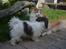 Bichon havanais Bella