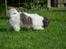 Bichon havanais Bella