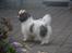 Bichon havanais Bella