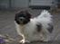 Bichon havanais Bella