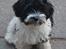 Bichon havanais Berta