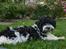Bichon havanais Berta