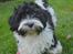 Bichon havanais Berta