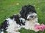 Bichon havanais Berta