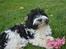 Bichon havanais Berta
