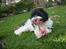 Bichon havanais Berta