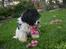Bichon havanais Berta