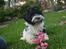 Bichon havanais Berta