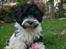 Bichon havanais Berta