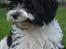 Bichon havanais Berta