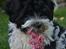 Bichon havanais Berta