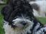 Bichon havanais Berta