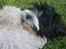 Bichon havanais Berta