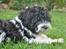 Bichon havanais Berta