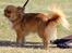 Chihuahua Kennel Little Joy Sif Nelley