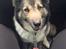 Islandsk fårehund Balto