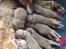 Nova scotia duck tolling retriever Springer Nova's Savanna Of Deye - hele kuldet. 2 uger.