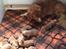 Nova scotia duck tolling retriever Springer Nova's Savanna Of Deye - 1 uge og 4 dage.