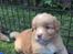 Nova scotia duck tolling retriever Springer Nova's Savanna Of Deye - 1 månede og 4 dage.