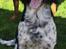 Engelsk springer spaniel Malthe 