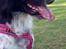 Engelsk springer spaniel Malthe 