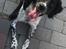 Engelsk springer spaniel Malthe 