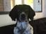 Engelsk springer spaniel Malthe 