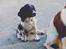 Engelsk springer spaniel Malthe 