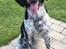 Engelsk springer spaniel Malthe 