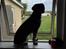 Engelsk springer spaniel Malthe 