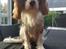 Cavalier king charles spaniel Wilma