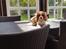 Cavalier king charles spaniel Wilma