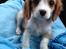 Cavalier king charles spaniel Wilma