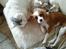 Cavalier king charles spaniel Wilma