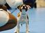 Staffordshire bull terrier * QT *