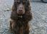 Cocker spaniel Bella Without words