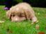 Nova scotia duck tolling retriever Springer Nova's Savanna Of Deye - 1/10 2016