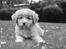 Nova scotia duck tolling retriever Springer Nova's Savanna Of Deye - 1/10 2016