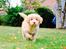 Nova scotia duck tolling retriever Springer Nova's Savanna Of Deye - 1/10 2016