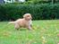 Nova scotia duck tolling retriever Springer Nova's Savanna Of Deye - 1/10 2016