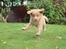 Nova scotia duck tolling retriever Springer Nova's Savanna Of Deye - 1/10 2016