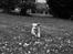 Nova scotia duck tolling retriever Springer Nova's Savanna Of Deye - 1/10 2016