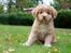Nova scotia duck tolling retriever Springer Nova's Savanna Of Deye - 1/10 2016