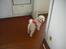 Malteser Jessie