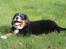 Berner sennenhund lillefix