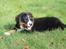 Berner sennenhund lillefix