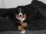Berner sennenhund lillefix