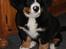 Berner sennenhund lillefix