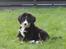 Berner sennenhund lillefix