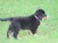 Berner sennenhund lillefix